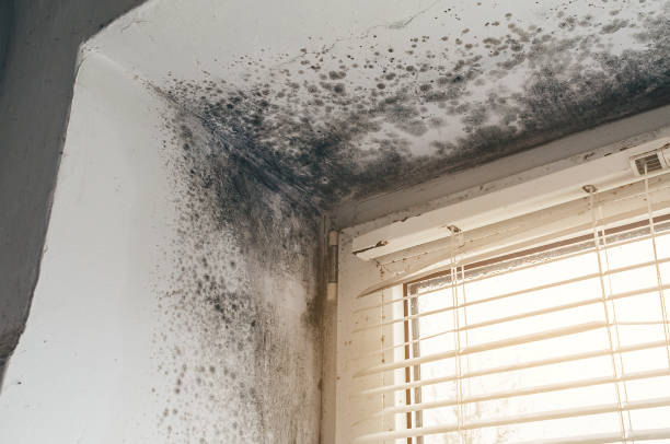 Affordable Mold Inspection And Testing solutions in Suffolk, VA